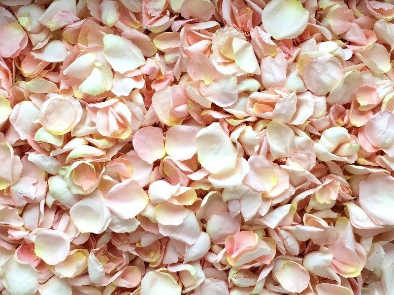 زفاف - Freeze Dried Rose Petals, Blush, 100 cups of REAL rose petals, perfectly preserved