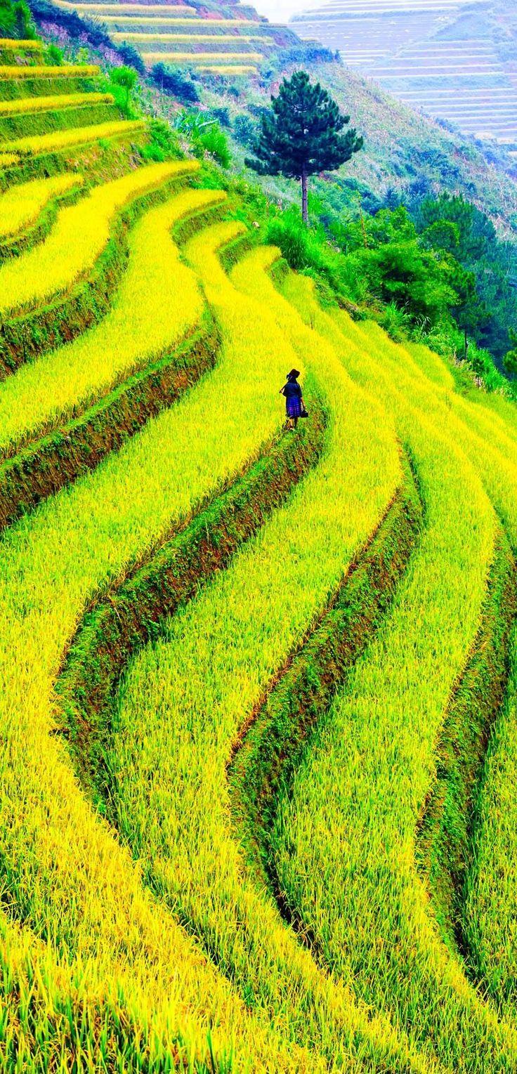 زفاف - 17 Unbelivably Photos Of Rice Fields. Stunning No. #15
