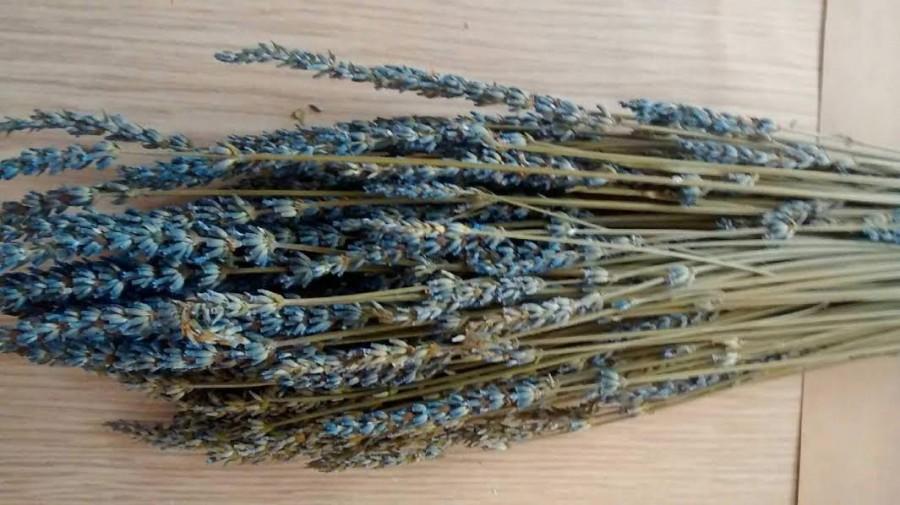 Wedding - 10 BUNCHES - Dried French Lavendar Bunches 18"-20" LONG - A Highly Fragranced Herb