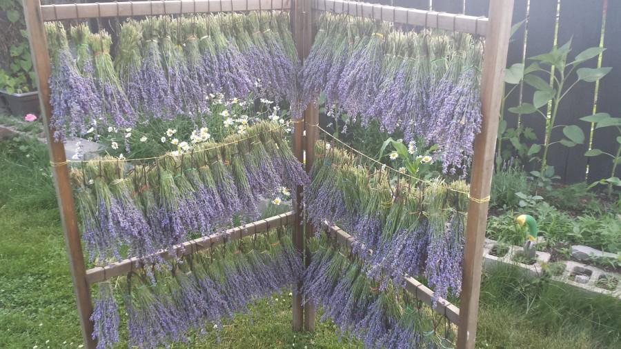 زفاف - Dried lavender bunches