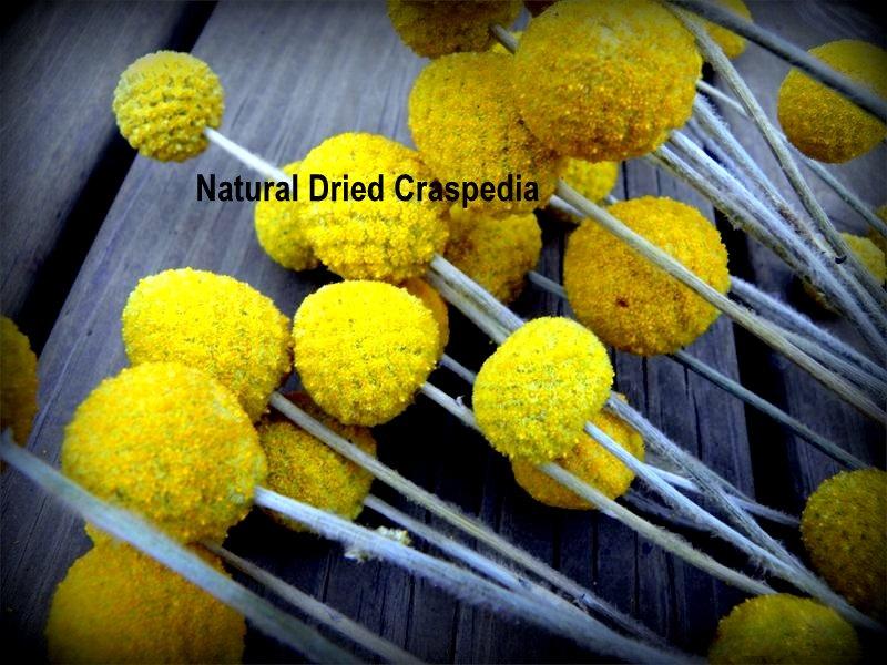 Wedding - Craspedia 12 short stem -Billy Balls-Billy Buttons-Dried Yellow Wedding Flowers-Bundle of 12