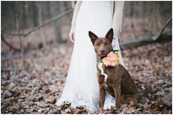 Свадьба - Pets In Weddings