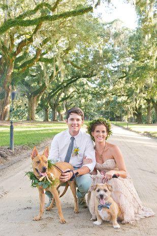 Hochzeit - Wedding Pets