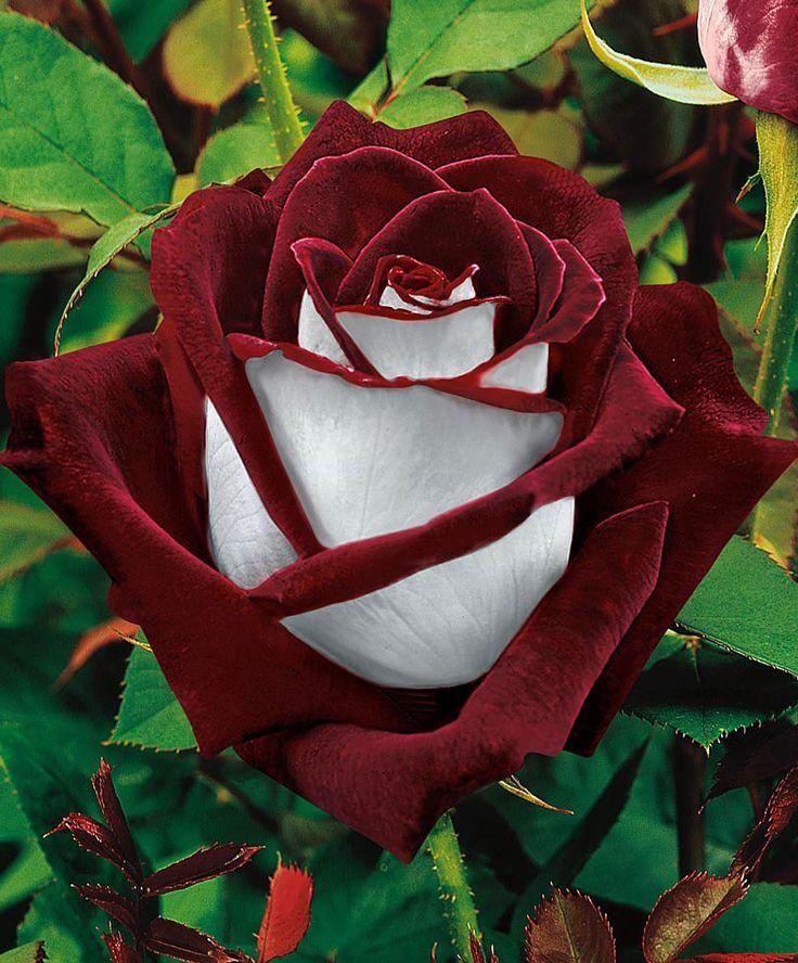 Mariage - Large-Flowered Rose 'Osiria' 