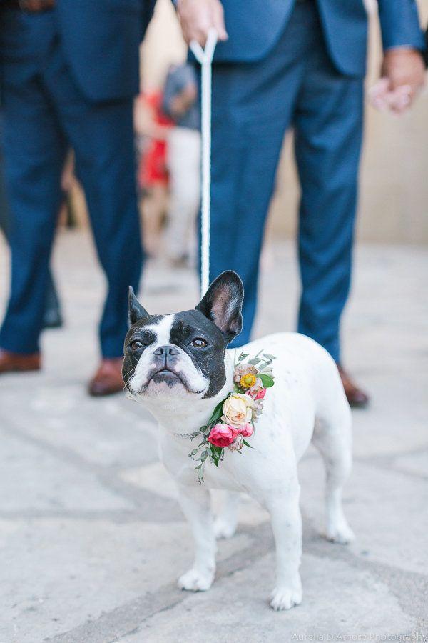 زفاف - 24 Wedding Pups That Are Just As Cute As Any Flower Girl Or Ring Bearer