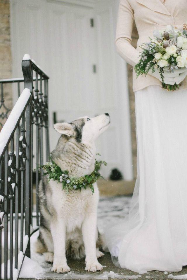 Hochzeit - WEDDING DOGS - Wedding Therapy