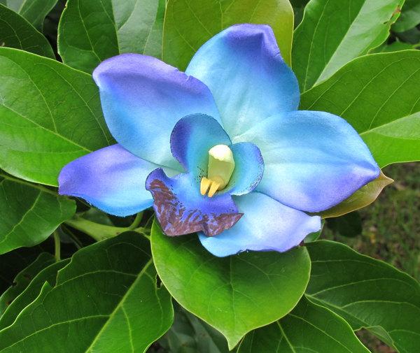 Mariage - Hawaiian Purple - Blue  Orchid hair flower clip - Wedding-