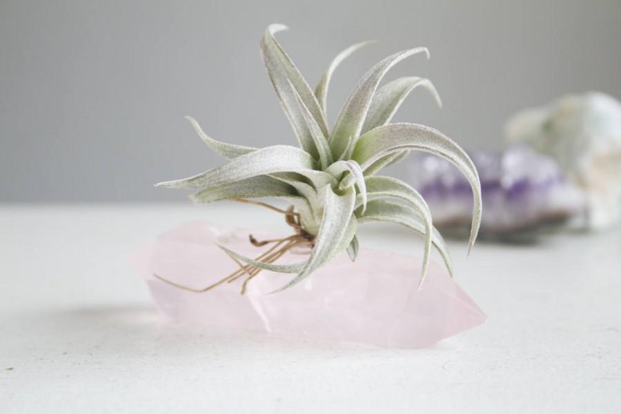 Mariage - Crystal Air Plant Garden, Rose Quartz Wand and Chiapensis, Desk or Dorm Decor, Gift For Graduate Under 50