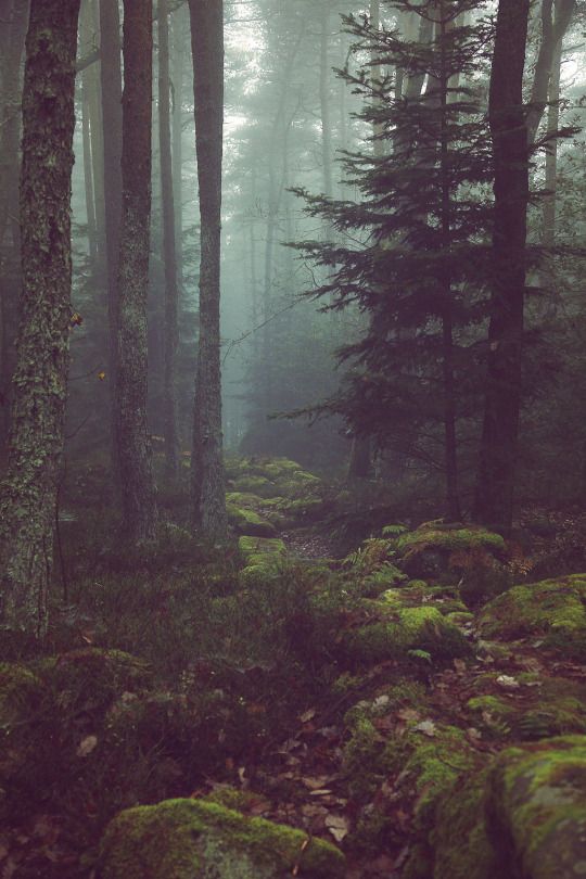 زفاف - The Great Forest