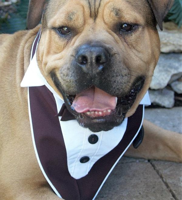Mariage - Dog Tuxedo, Dog Wedding Attire, Dog Wedding Collar, Tuxedo Dog Collar, Ferret and Small Dog Wedding Clothes, Pet Wedding Clothes