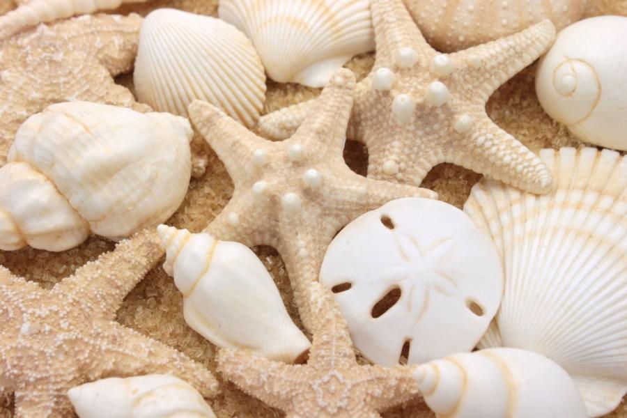 Mariage - Seashells Cake Topper Sugar Paste Realistic in Natural Ivory- Set of 16