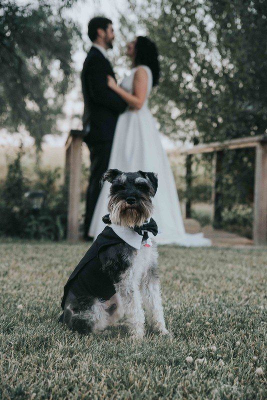 Wedding - Wedding Pets