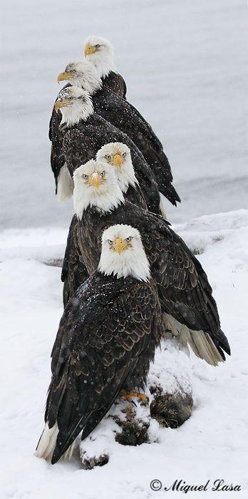 Свадьба - 11 Famous Types Of Eagles In The World