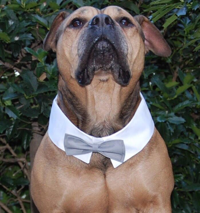 Hochzeit - Dog Tuxedo, Tuxedo Collar, Dog Wedding Attire, Wedding Dog Collar, Large Dog Wedding Suit, Chihuahua Clothes, Gray Bow Tie, White Tux Collar