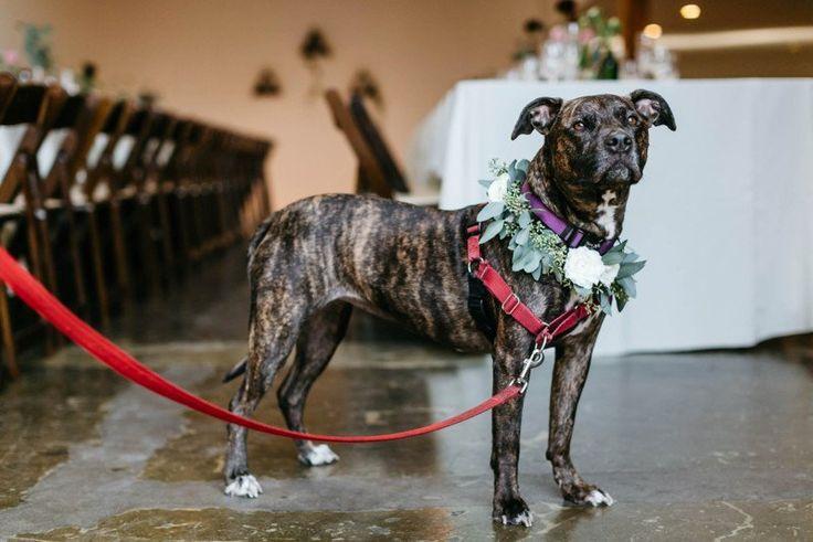 Свадьба - Wedding Pets