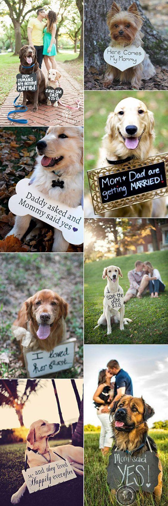 Wedding - The Best 30 Days Dog's Brain Training - Create Obedient Pet