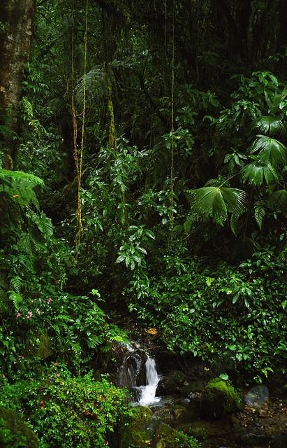 Hochzeit - Rainforest & Waterfall