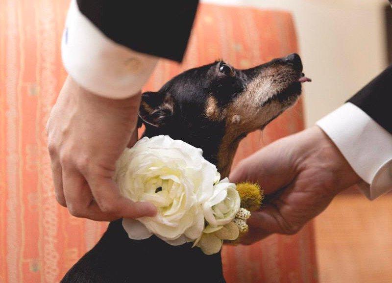 زفاف - Wedding Dog collar 