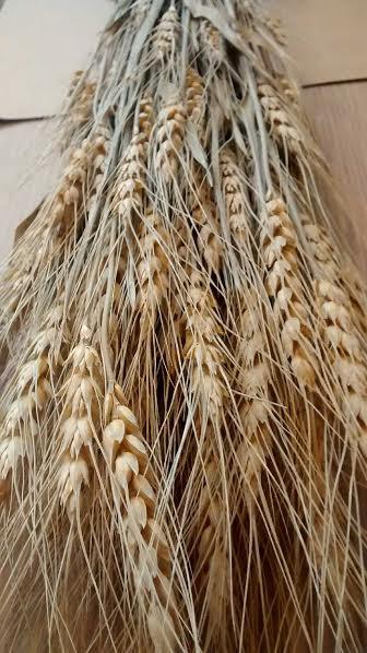 Wedding - Dried Wheat Bunches (10 bundles) 22"-25" - Perfect For Your Rustic Country Wedding Decorations
