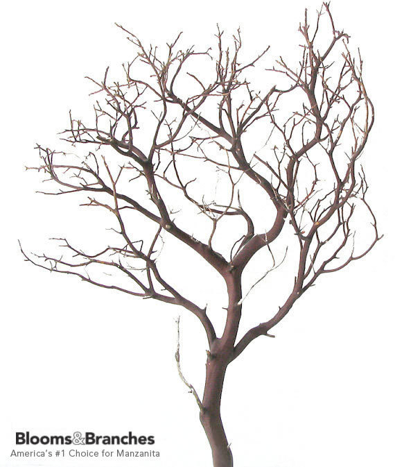 زفاف - Natural Red Manzanita Branch, 24 inches tall