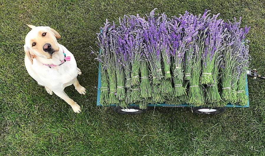 Свадьба - 2019 new crop Presale grosso lavender wedding decor farmhouse gift bouquets bundle stems bunches shower decor essential oil Floral arranging