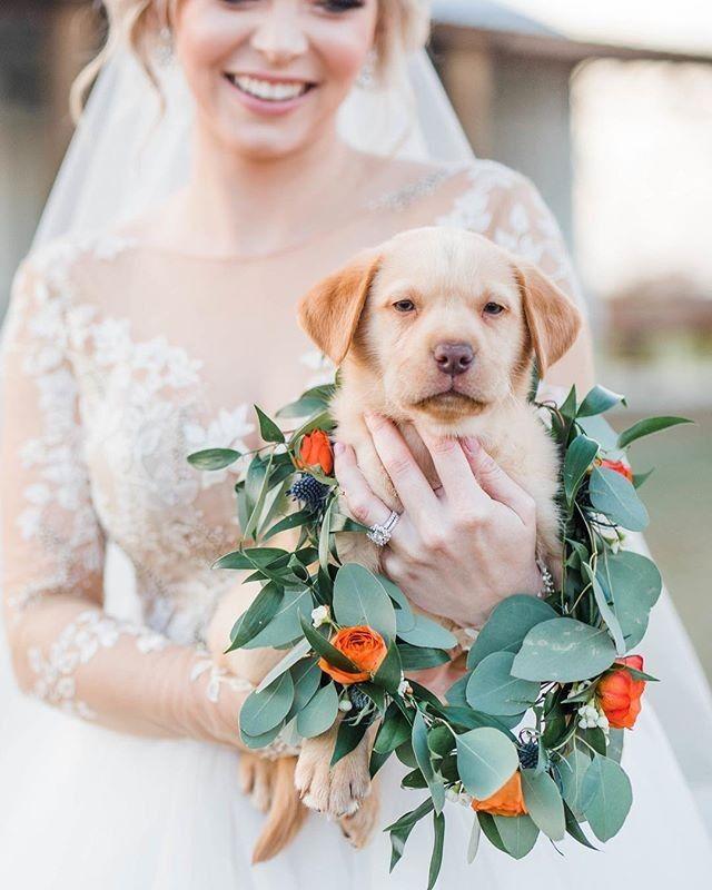 Wedding - This Dreamy @blushbyhayleypaige And Her Adorable Pup-quet Is Melting Our Hearts For Our #MondayMood!! 