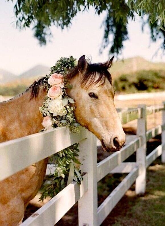 Hochzeit - Pretty 