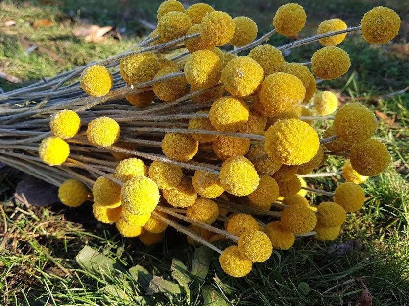 Свадьба - Craspedia flowers, dried billy buttons, dried yellow ball, dried flower arrangement, wedding bouquet, craspedia flowers