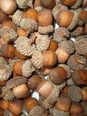 Wedding - Wooden Acorns (100) - Great For Country Rustic Wedding Decorations