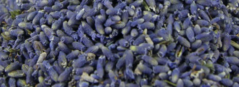زفاف - Dried Lavender Flower Buds 1 Pound  - Perfect for sachets, pillows, soap making, potpourri and bath herbs.