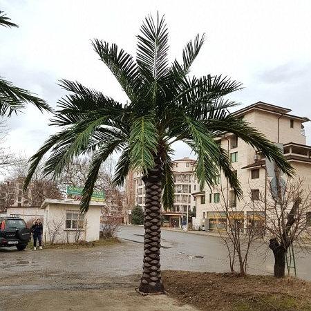 Свадьба - Artificial Coconut Palm Tree Data 2 Height 7,5m Trunk 4.50m, Large artificial trees, Artificial landscaping
