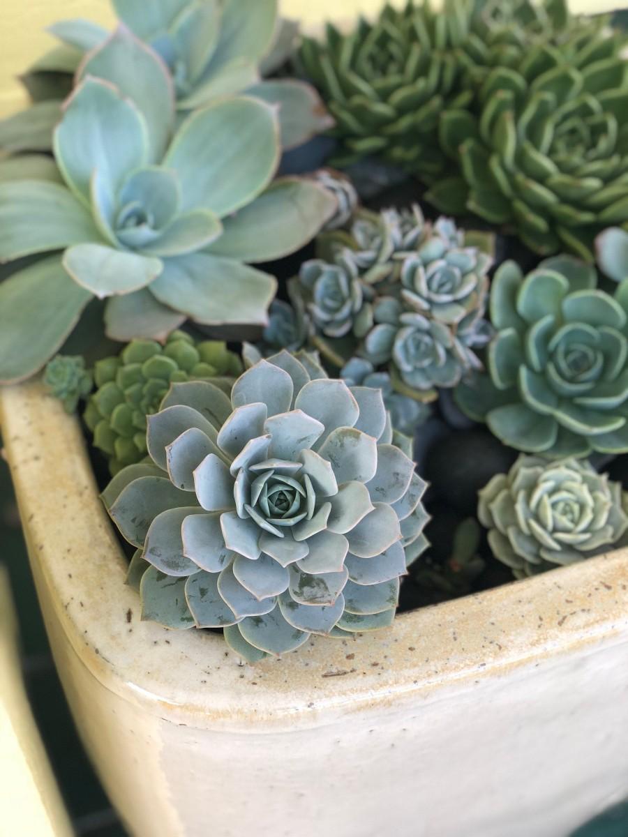 Wedding - Table or Cake Decor Succulents
