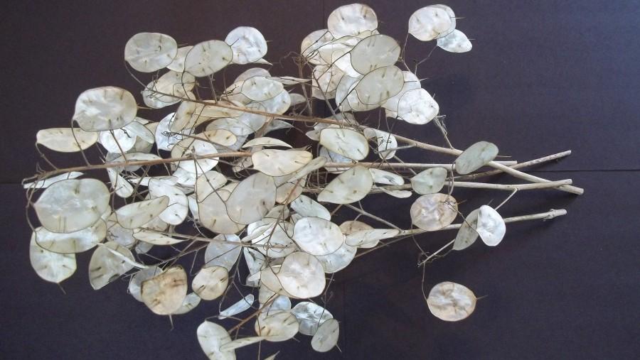Mariage - Five dried Lunaria Stems with "Silver Dollar" Seed Pods, 10"-14" long, for crafts and arrangements, New 2019 Crop!
