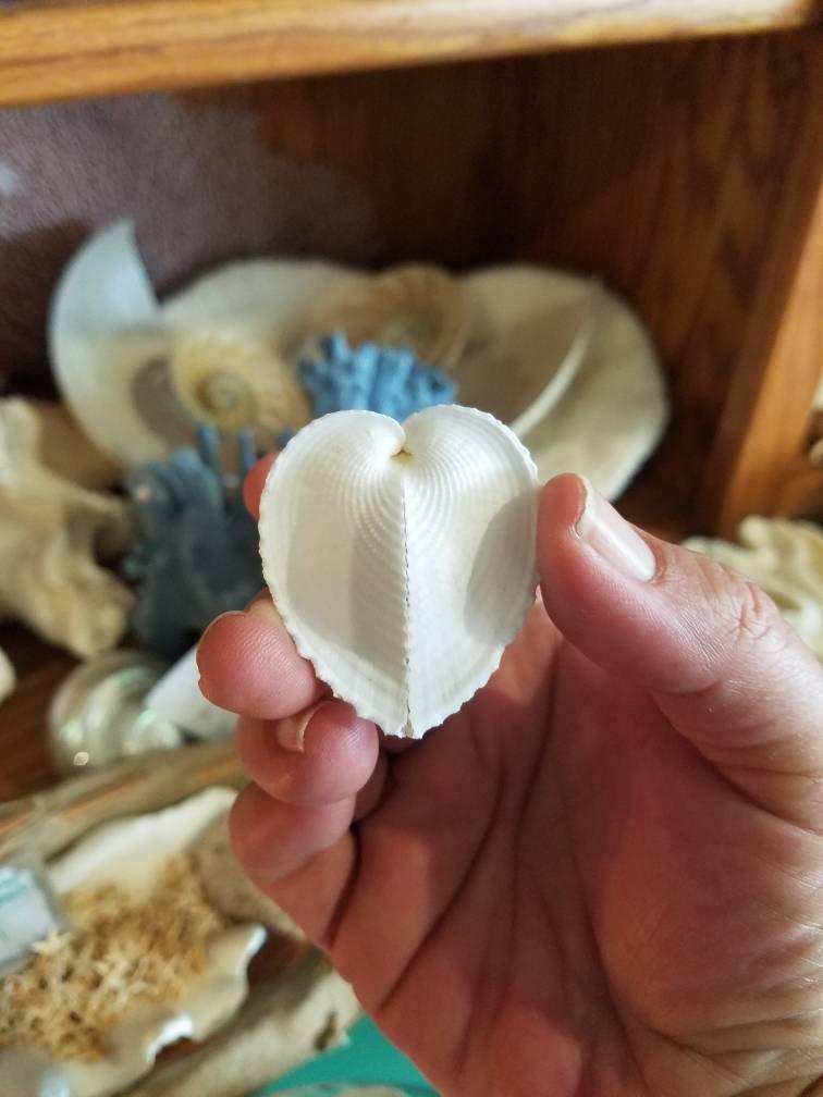 Wedding - White Heart Shells LOVERS Seashells Beach Wedding Accents Hearts Shape Cockle Shell Seashell Arts Crafts Valentine's Day Cardium Cardissa
