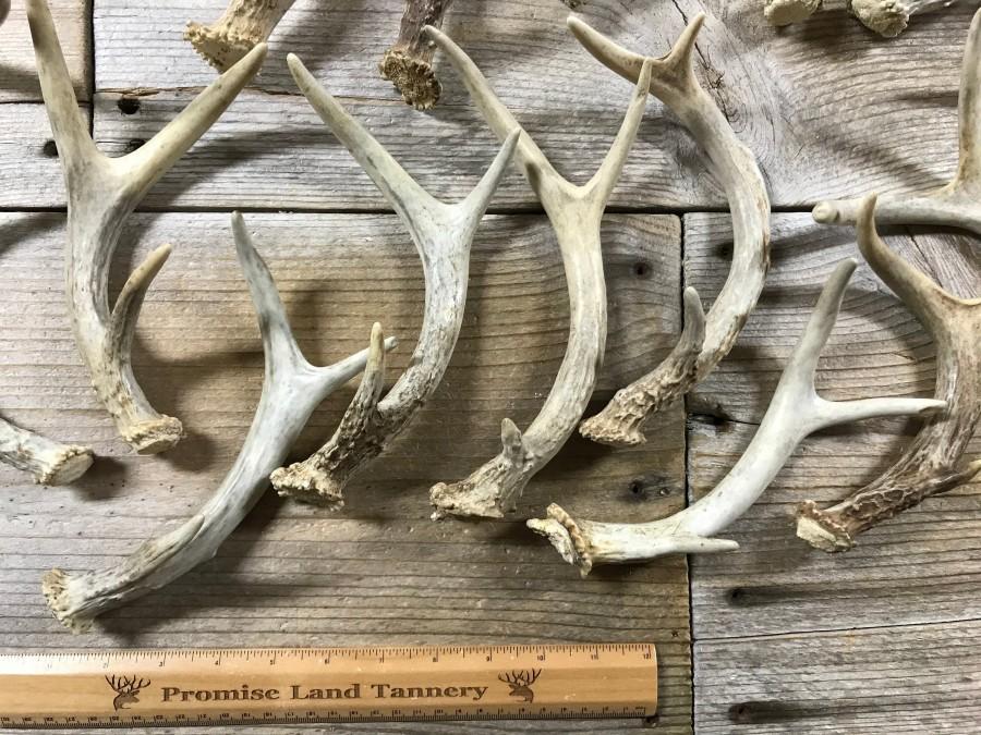 Свадьба - Small Deer Antler - 3 Point Shed - Whitetail Deer - 1 Antler - Stock No. SMWT3