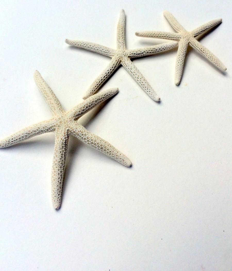 Hochzeit - White Starfish 3"-4"  Single  shell, sea shell, seashell, seaurchin, sale, wholesale, bulk, wedding favors, terrarium