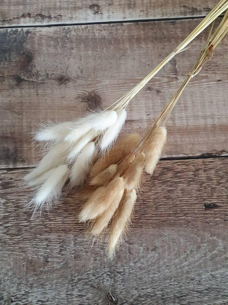 زفاف - White/Natural Lagurus (Lambs tail) Dried Fower Bunch - MINI