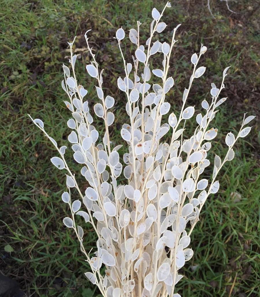 زفاف - Dried endemic lunaria, white dried flowers, preserved lunaria, bohemian and rustic, for bridal / bride bouquet, bouttanerie