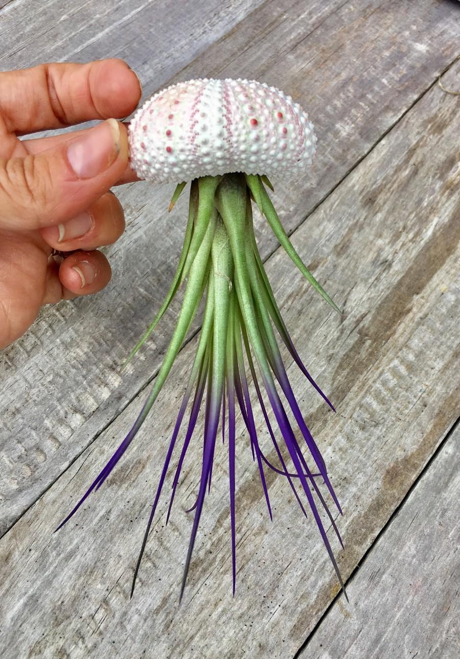 Hochzeit - Jellyfish Air Plant Hanger single with purple tricolor and a Sea urchin; beach wedding shell hanging airplant succulent wholesale