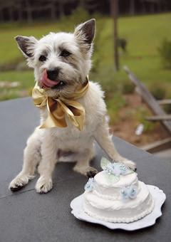 Wedding - With Pets