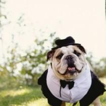 wedding photo - Pets In Wedding