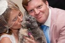 wedding photo - LOOK: Cat Chooses Worst Time For A Meltdown