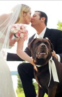 wedding photo - Katie Preston Toepfer: Why Dogs Make the Best Wedding Guests