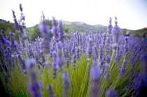 wedding photo - DIY Destination Wedding in the Lavender Fields of Provence
