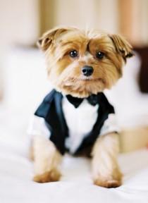 wedding photo - Puppy LOVE