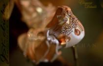 wedding photo - Elegant details by #JsKclicks