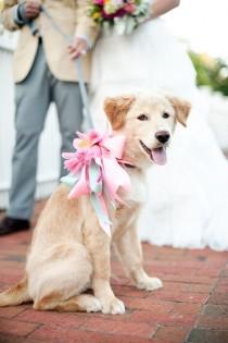 wedding photo -  Wedding Pets 