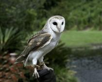 wedding photo - The Magic of Owls at Your Wedding