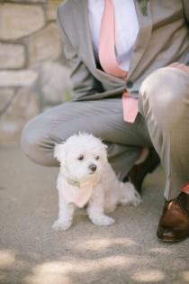 wedding photo - Pets Of Honor