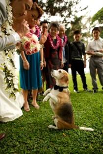 wedding photo - Pets In The Wedding - Man's Best Friend 